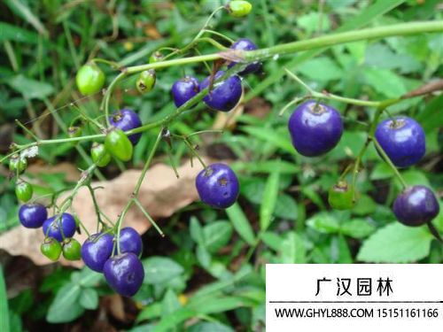 山菅蘭圖片 山菅蘭圖片