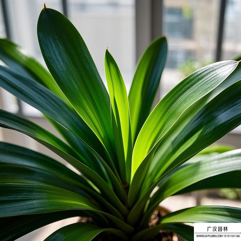 介紹狗牙根草種