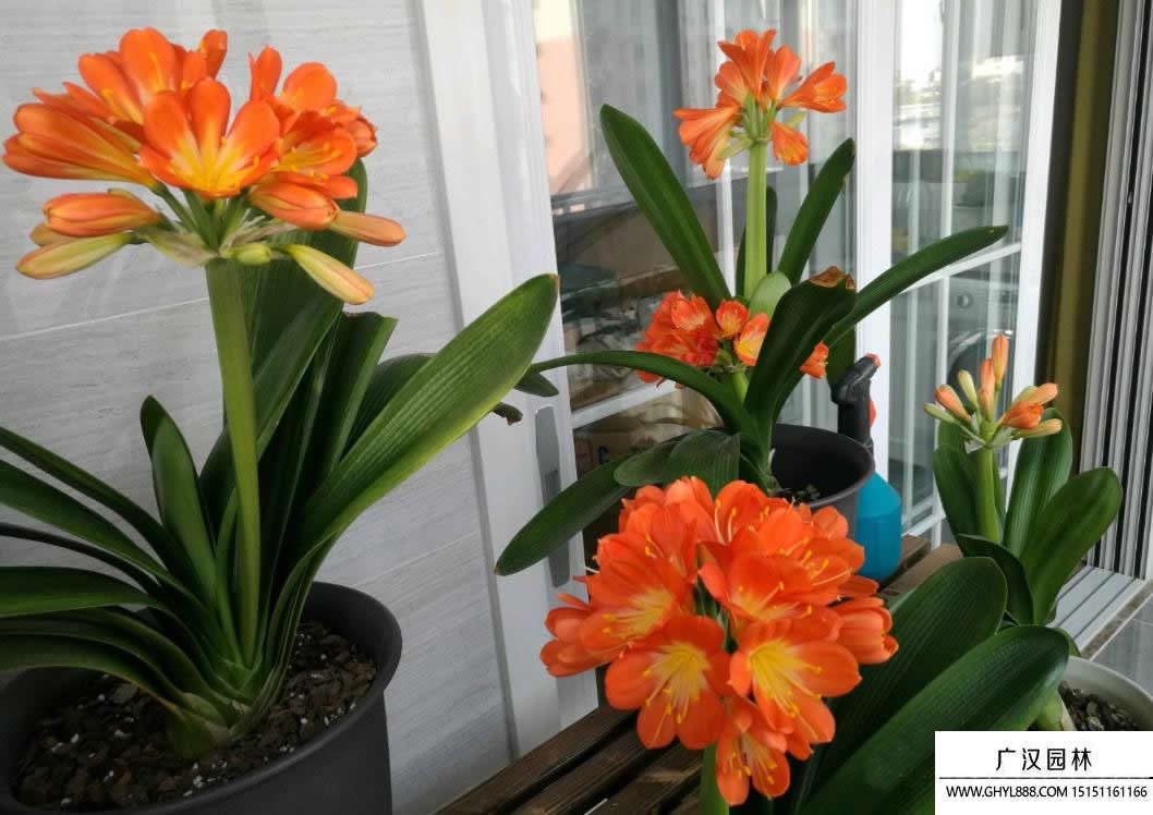 細(xì)葉君子蘭