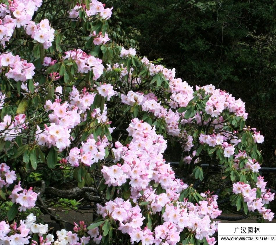 三清杜鵑圖片 三清杜鵑圖片