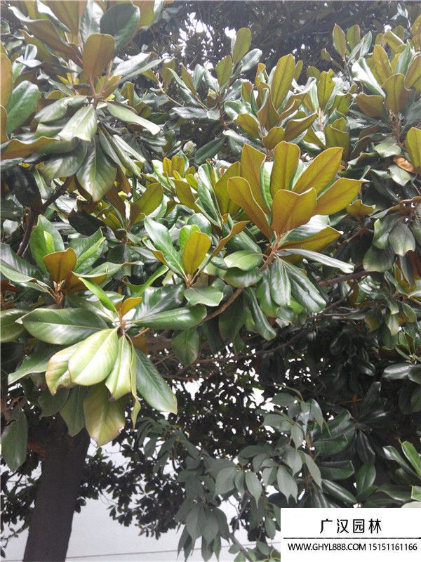 廣玉蘭. 廣玉蘭.