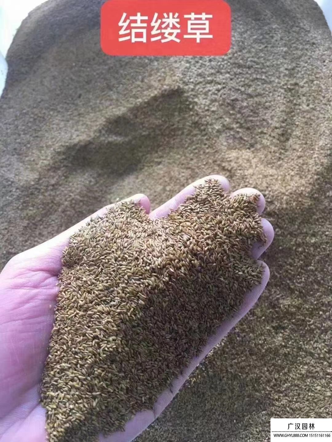 結(jié)縷草種子