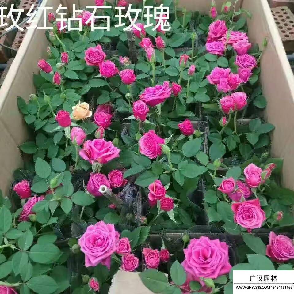 玫瑰花苗 玫瑰花苗