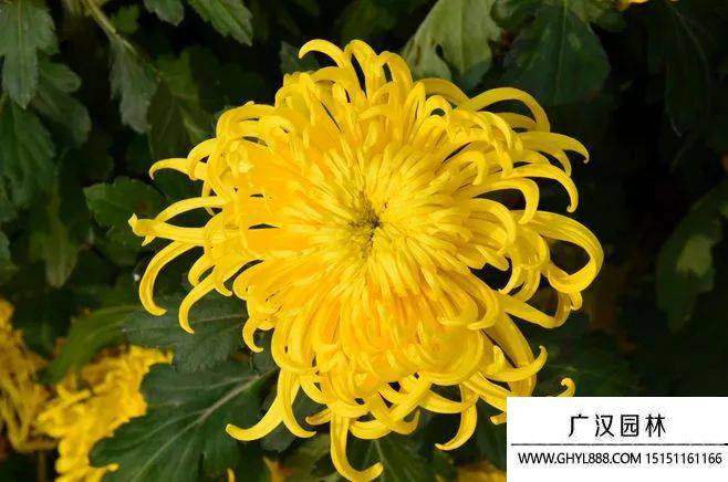 黃菊花 黃菊花