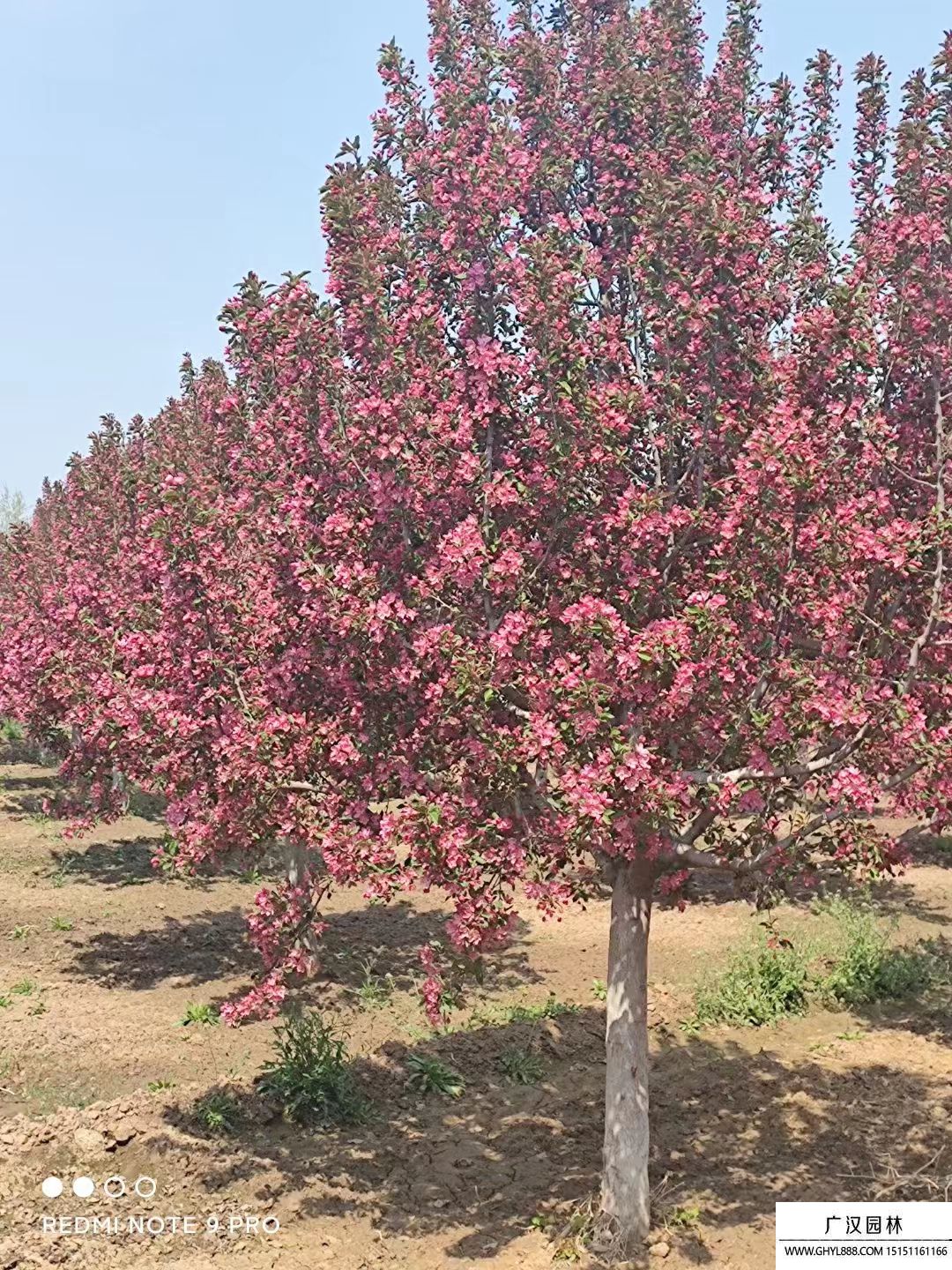 北美海棠 北美海棠