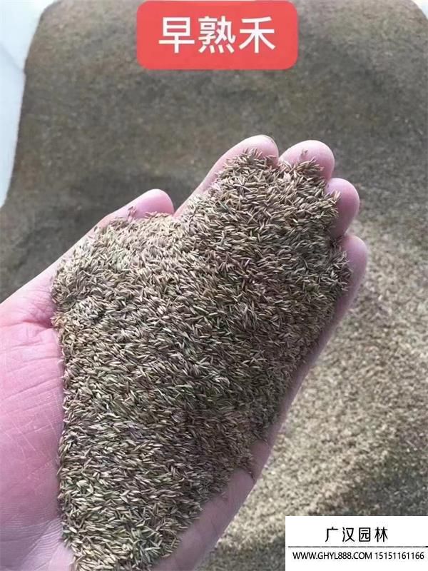 早熟禾種子 早熟禾種子