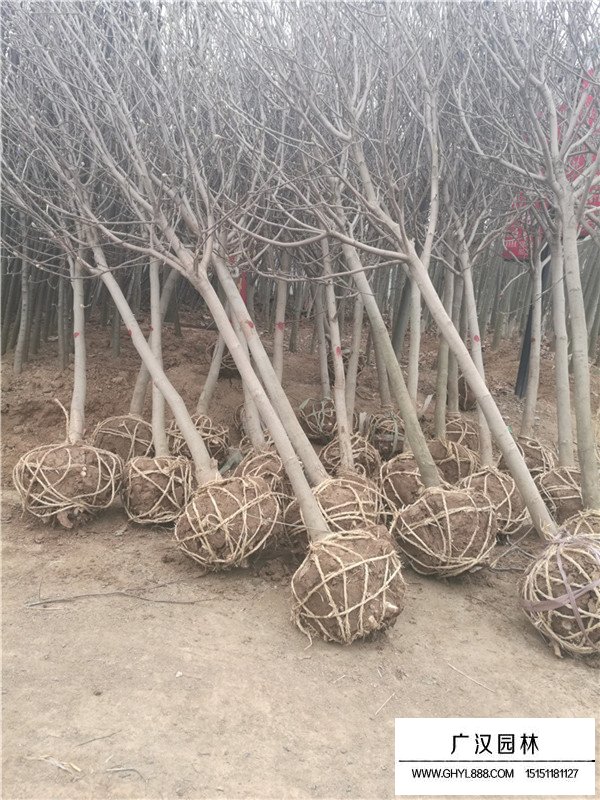 紫玉蘭的形態(tài)(圖3)