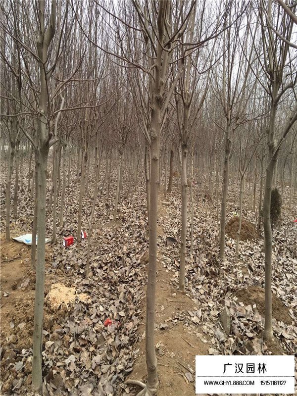 紫玉蘭作用(圖4)