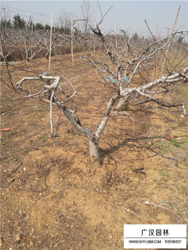 不同地徑桃樹的價格(圖3)