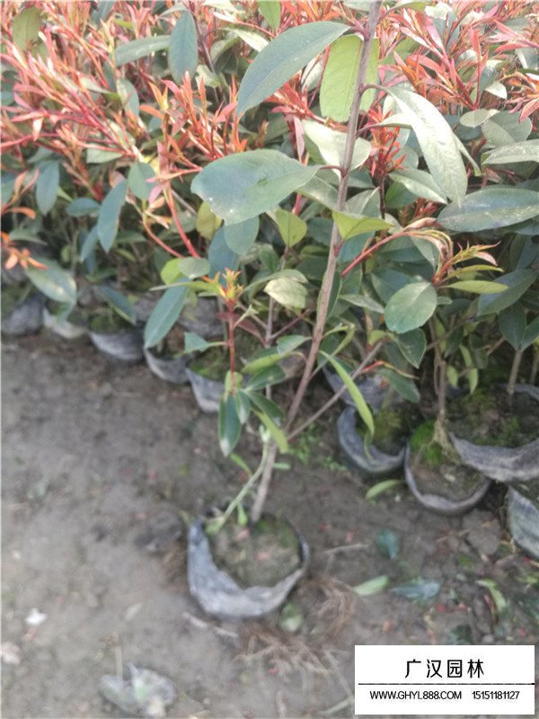 紅葉石楠幼苗的扦插方法(圖3)