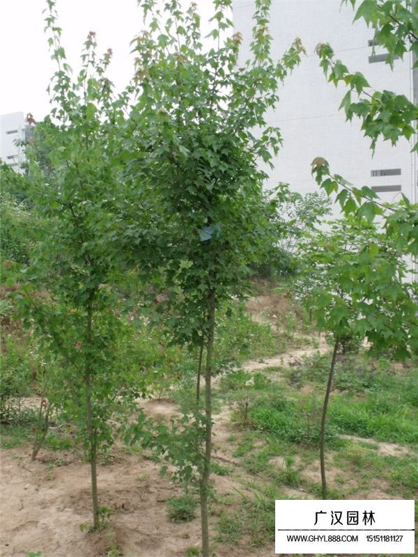 三角楓可以做盆景嗎？(圖1)