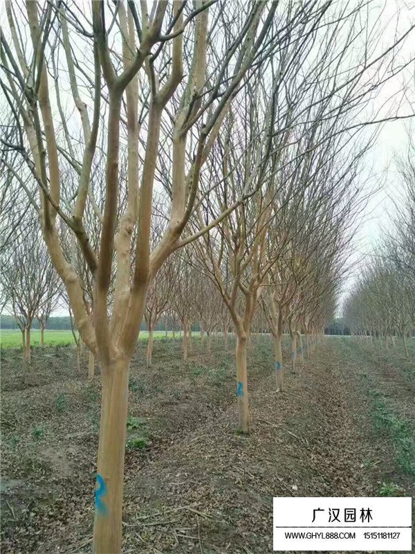 大花紫薇幼苗的種植(圖3)