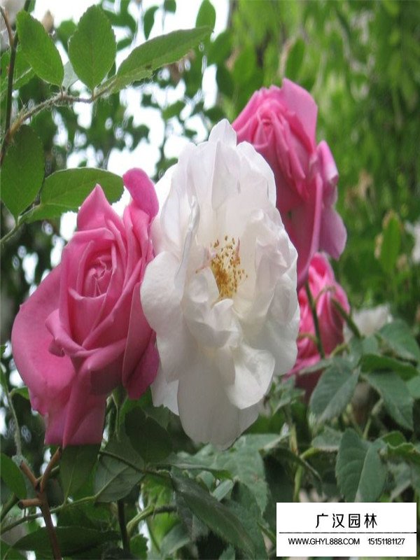 薔薇的歷史(圖3)