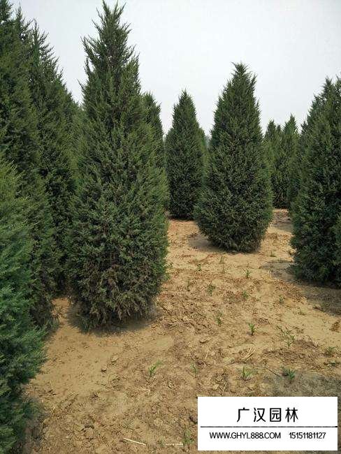 不同規(guī)格望都檜價(jià)格(圖1)