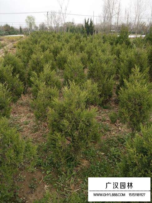 不同規(guī)格望都檜價(jià)格(圖2)