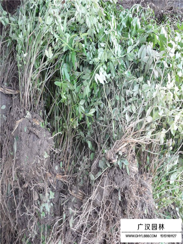 云南黃馨能種在什么地方(圖2)