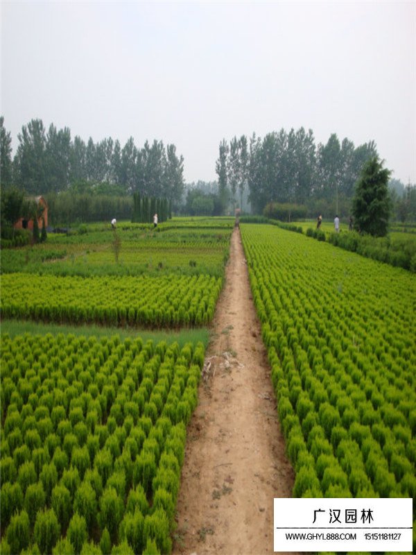 不同規(guī)格的灑金柏價(jià)格(圖3)