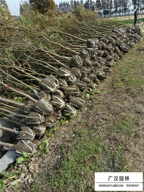 雞爪槭幼苗的種植和養(yǎng)護(hù)(圖3)