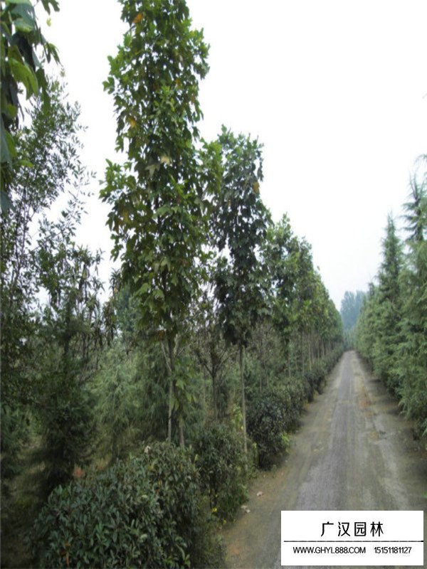 圣誕樹的起源(圖3)