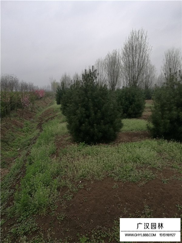 不同高度白皮松的價(jià)格(圖1)