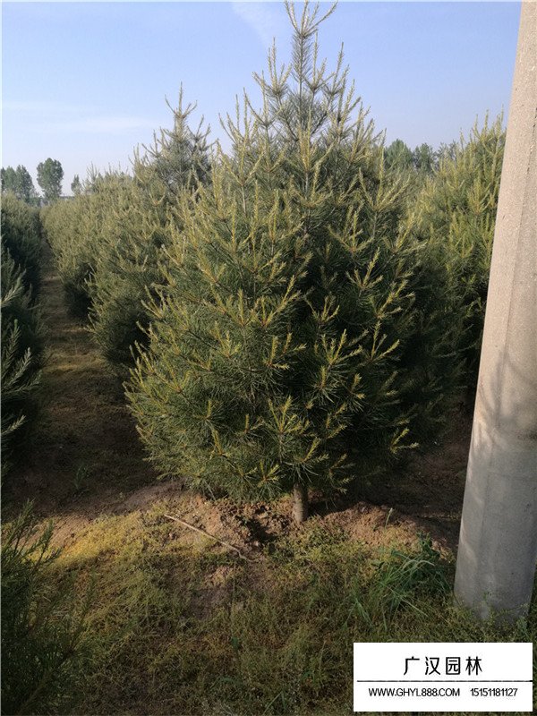 不同高度白皮松的價(jià)格(圖4)