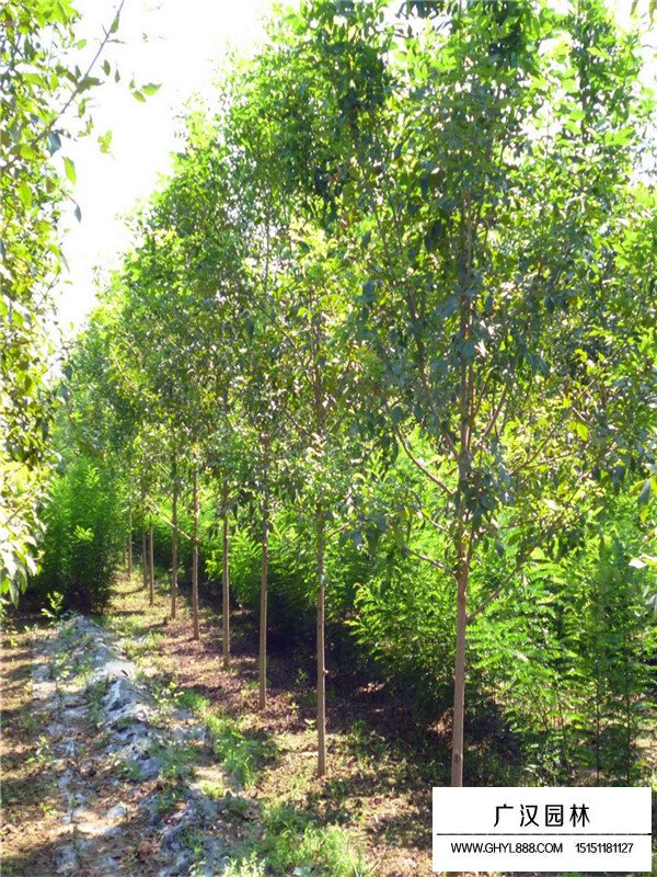 速生白蠟的扦插技術(shù)(圖1)