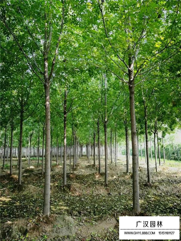 速生白蠟的扦插技術(shù)(圖3)