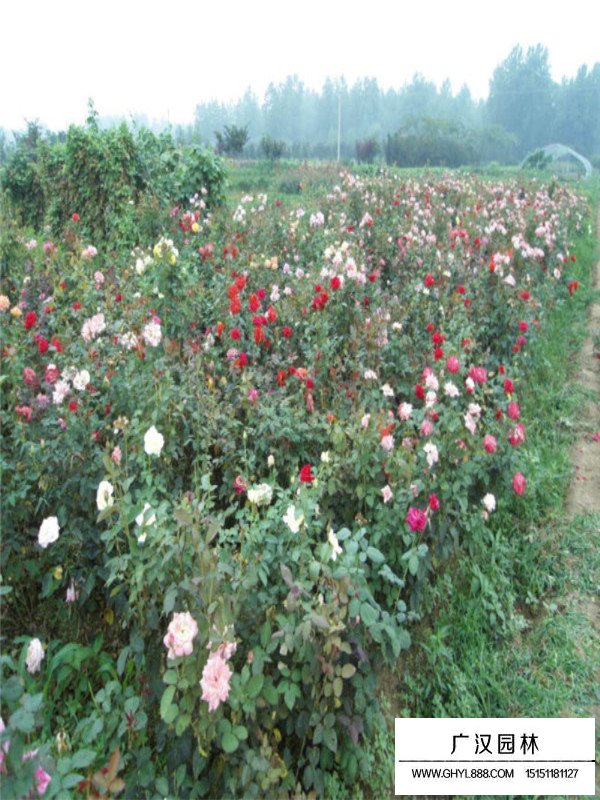 藤本月季幼苗的生存環(huán)境(圖4)