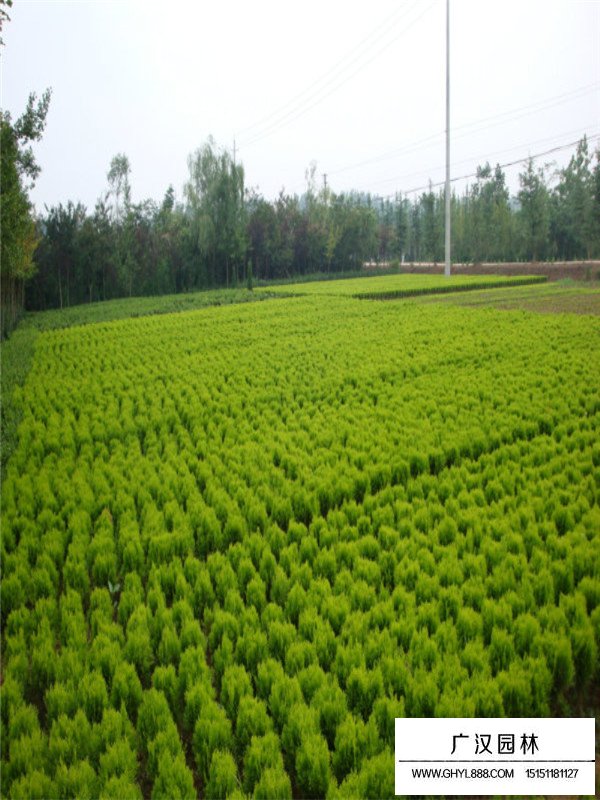 灑金柏的種植方式(圖3)