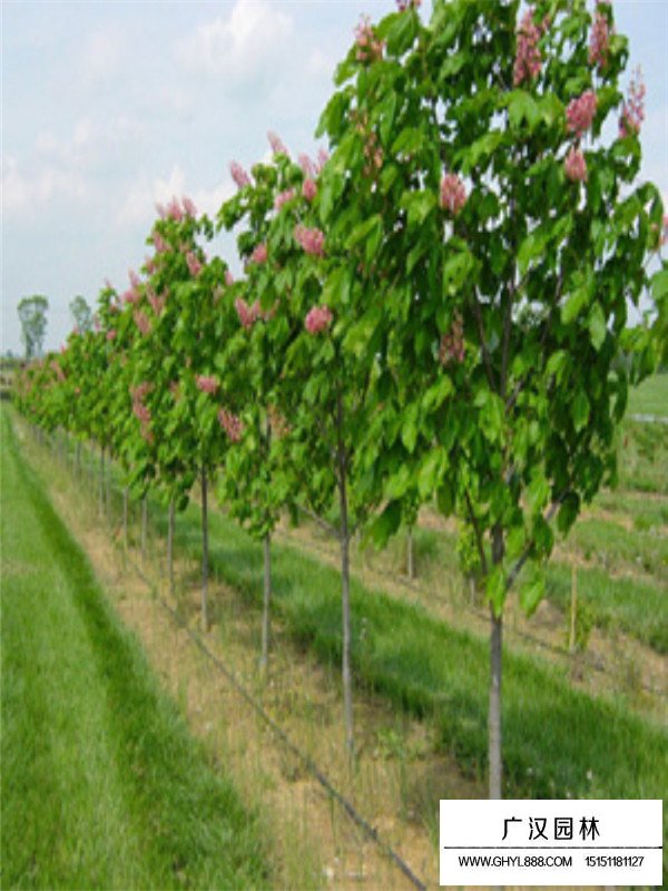 七葉樹(shù)的分布(圖3)