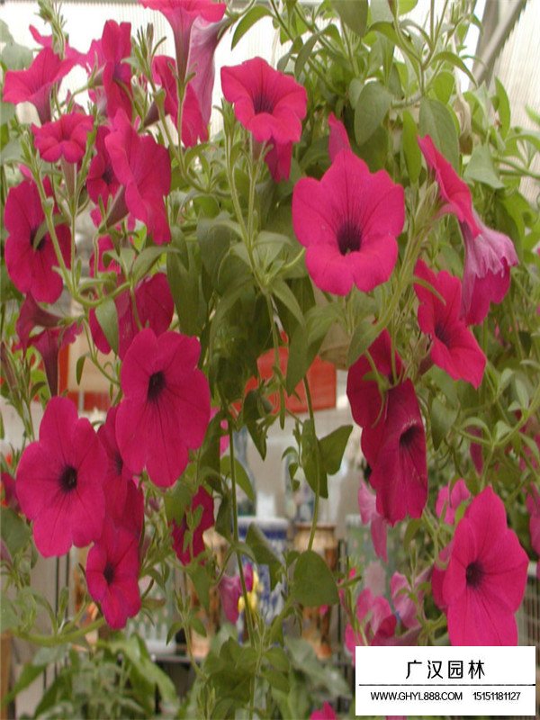 一斤矮牽牛種子多少錢？(圖1)