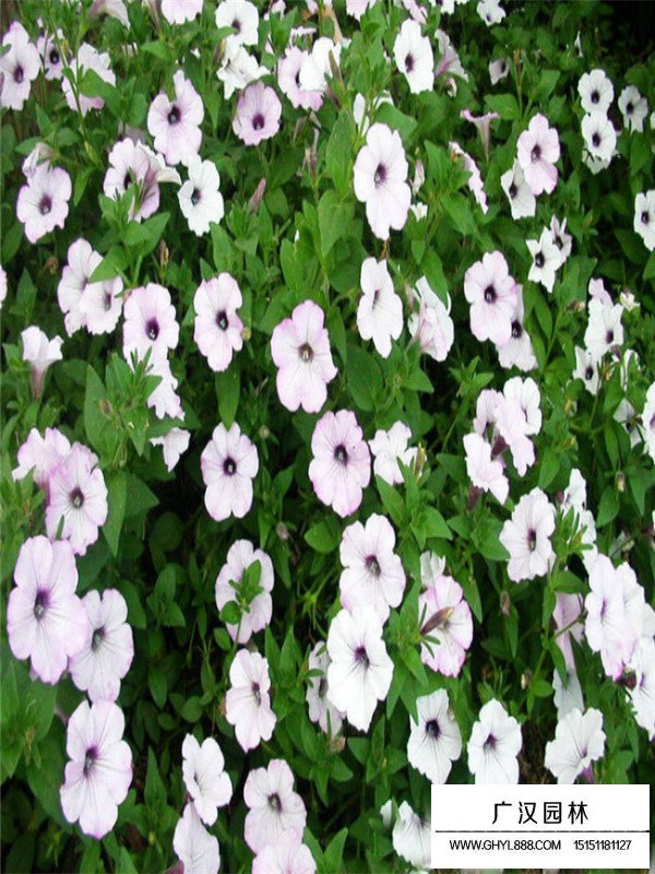 一斤矮牽牛種子多少錢？(圖2)