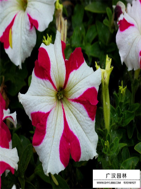 一斤矮牽牛種子多少錢？(圖3)