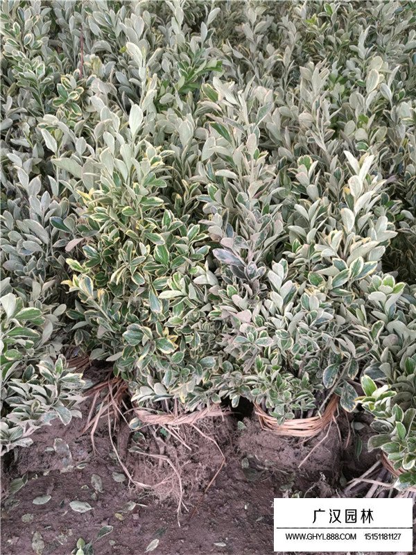 不同規(guī)格金邊黃楊木的價格(圖3)