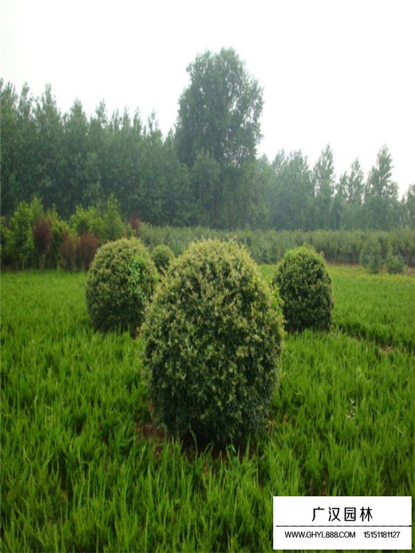 火棘的繁殖方法(圖2)