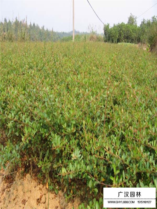 火棘的繁殖方法(圖4)