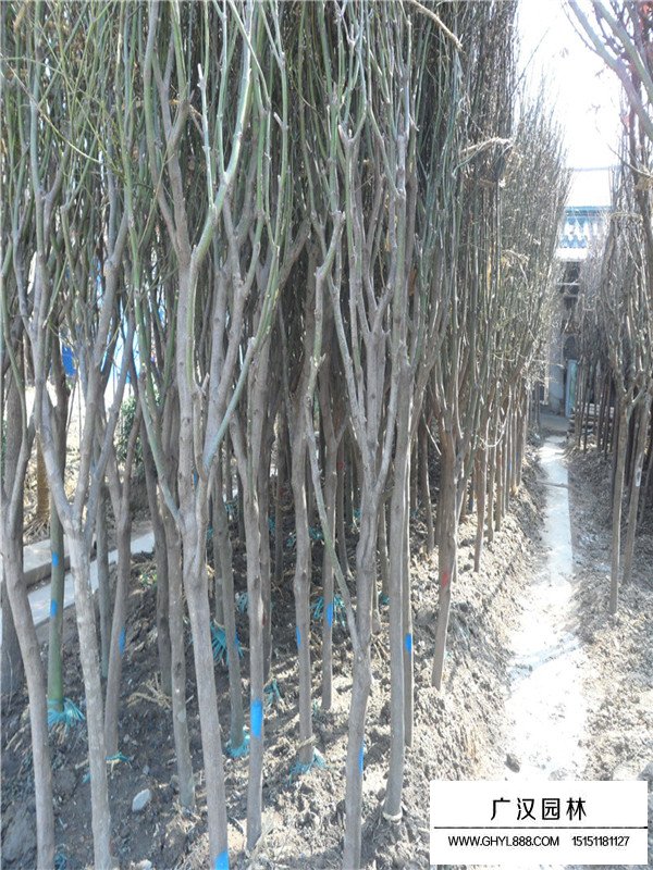 不同規(guī)格青楓樹(shù)的價(jià)格(圖2)