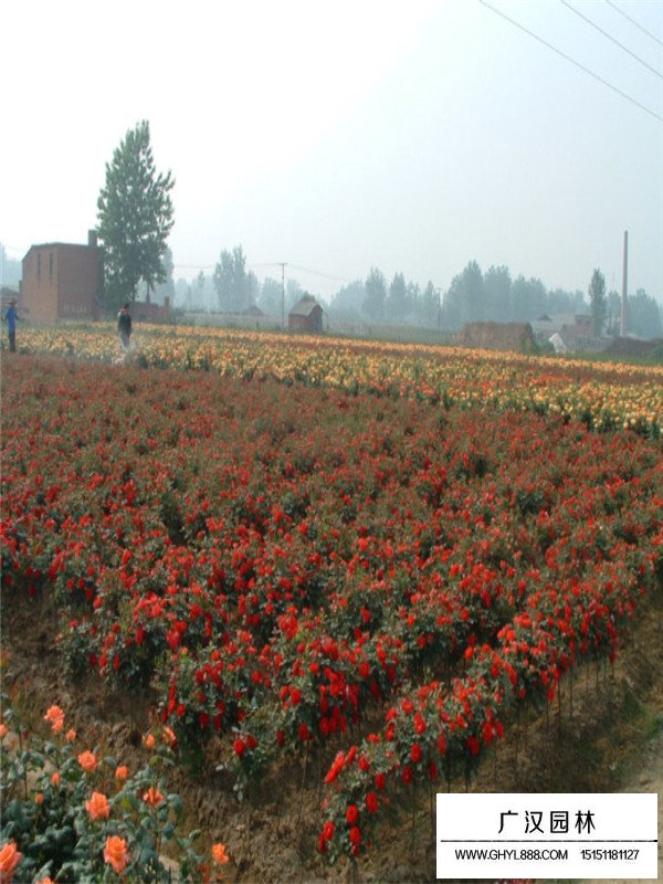 樹狀月季的扦插技術(shù)(圖3)