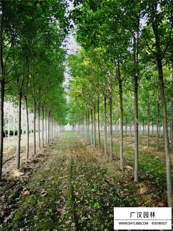 速生白蠟扦插技術(shù)(圖3)