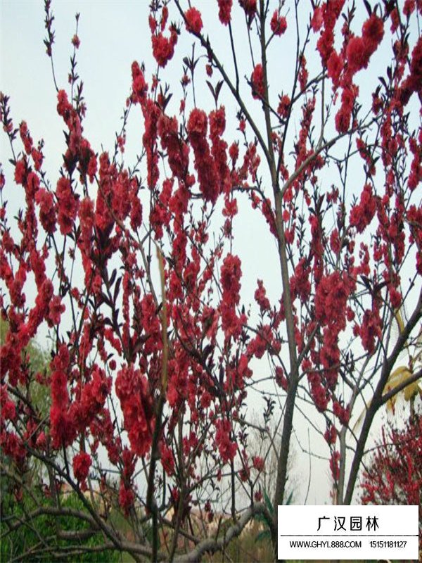 紅葉碧桃幼苗的繁殖技術(shù)(圖3)