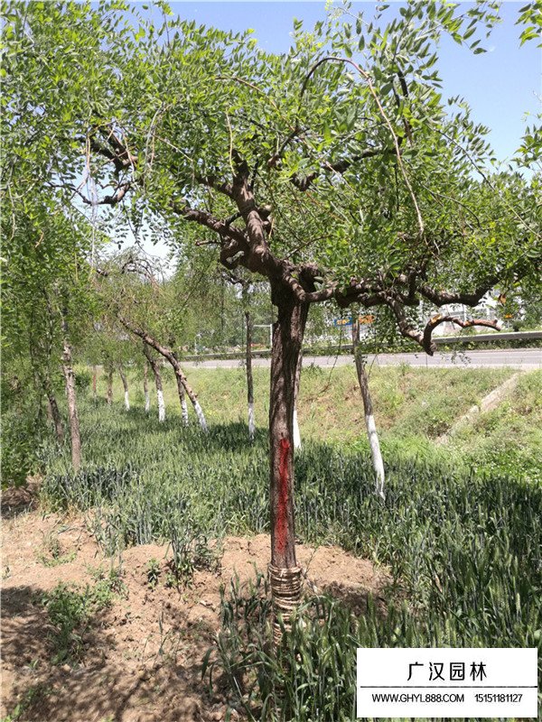 不同米徑垂槐的價(jià)格(圖2)