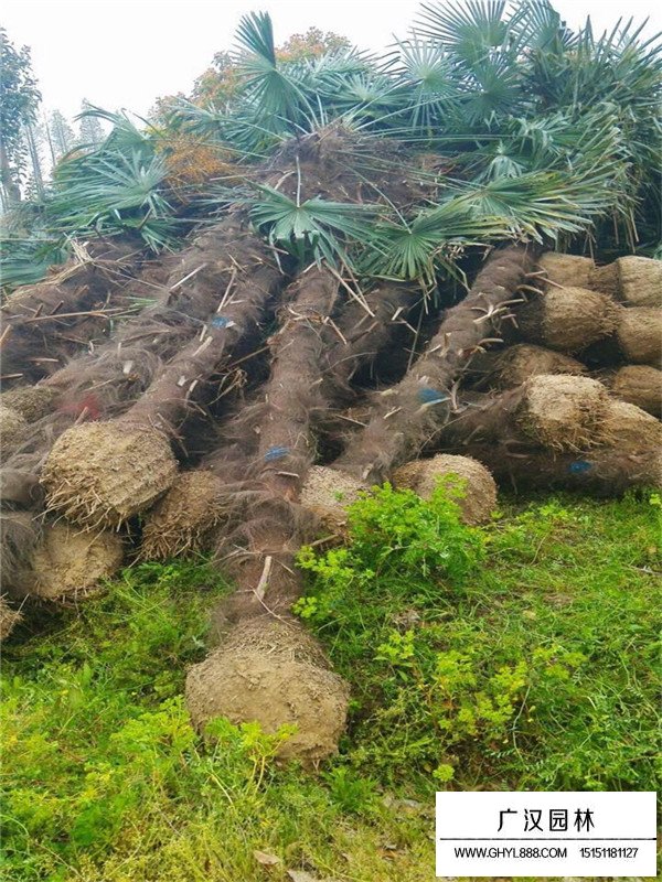 棕櫚樹的種植要點(diǎn)(圖1)