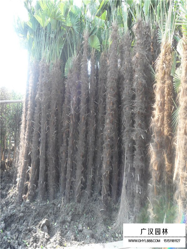 棕櫚樹的種植要點(diǎn)(圖4)