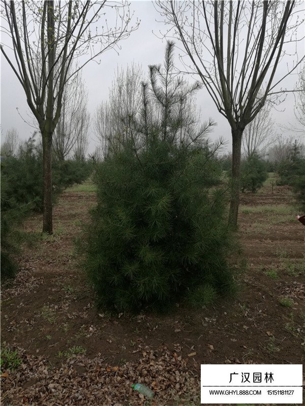 白皮松種子是怎么發(fā)芽的(圖2)