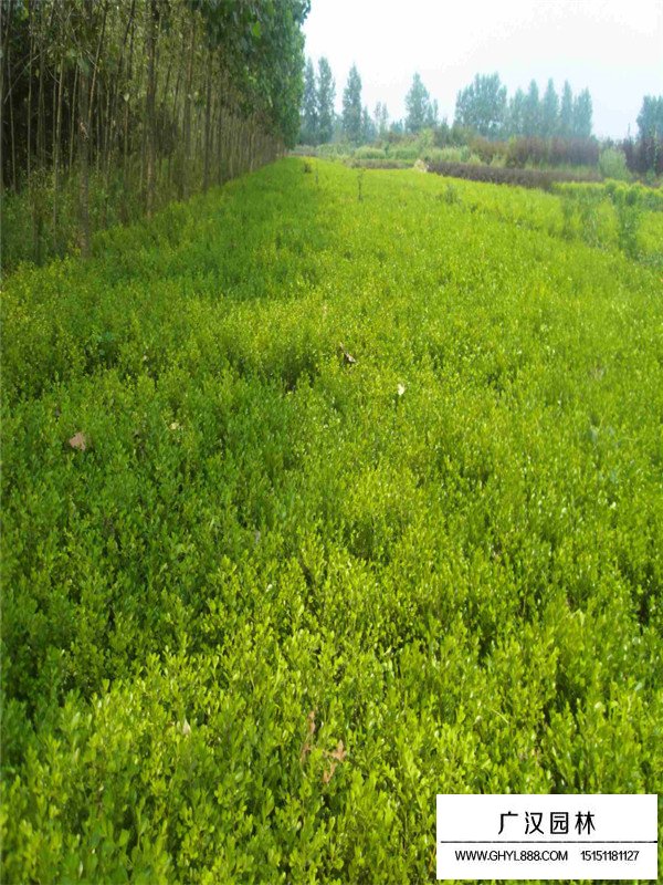 小葉黃楊的基本價值(圖3)