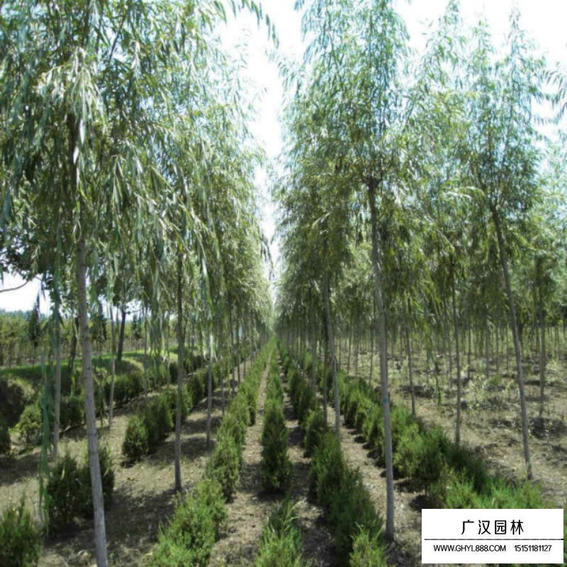 不同規(guī)格速生柳價格(圖1)