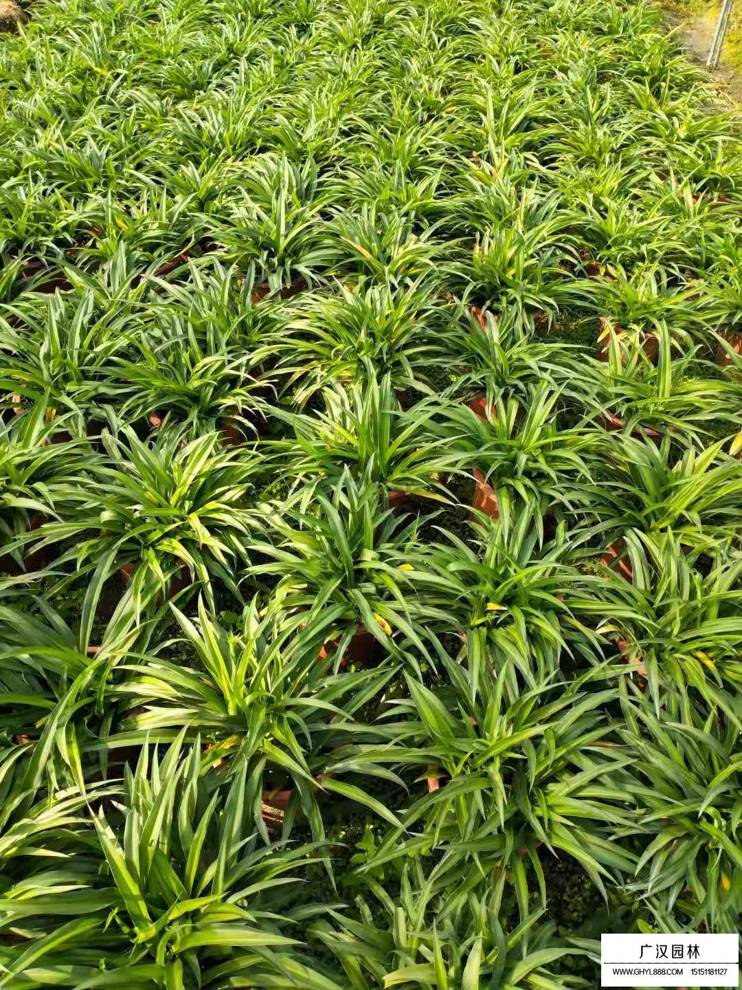 青蘭的介紹(圖3)