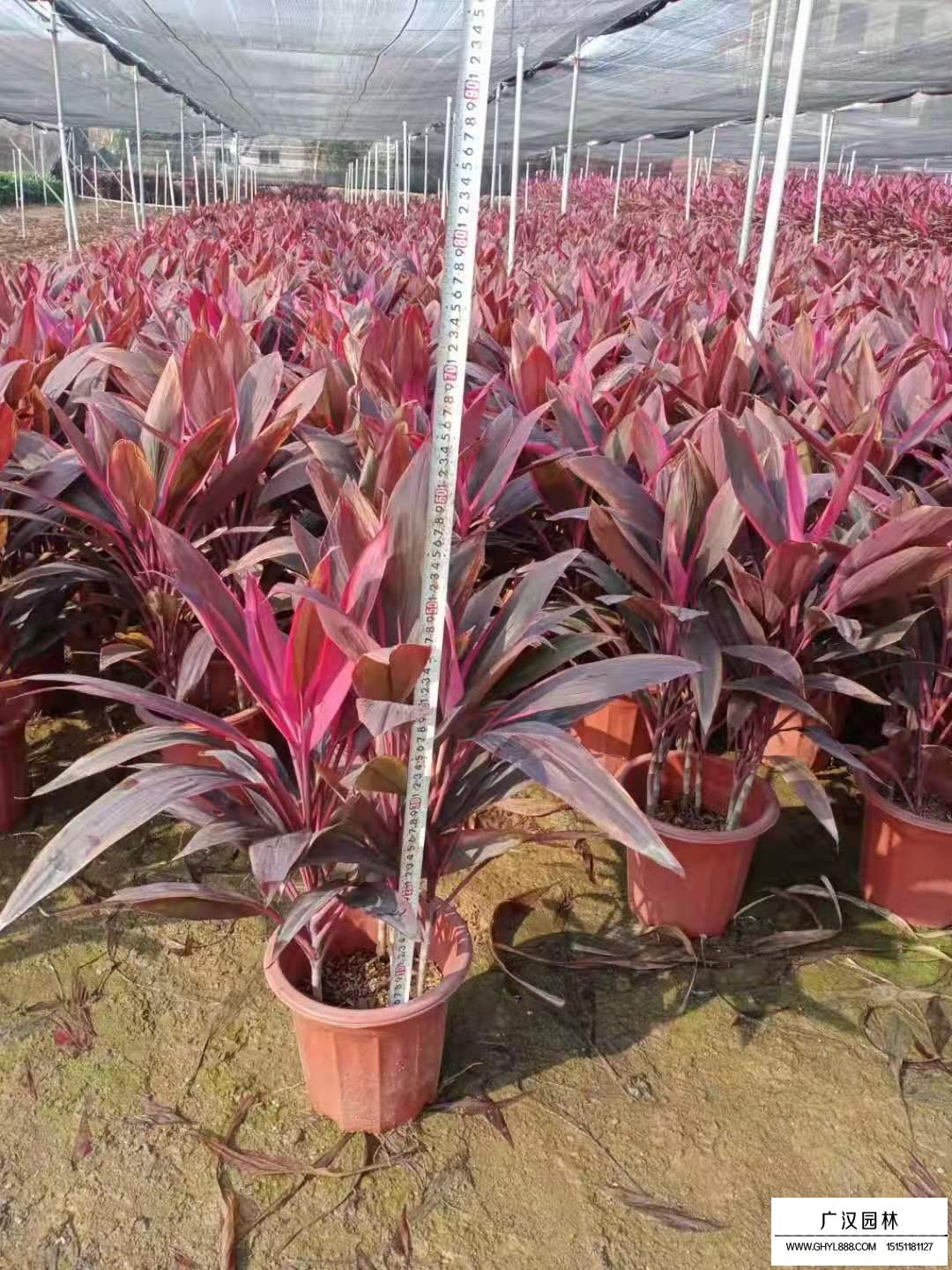 朱蕉的介紹(圖4)