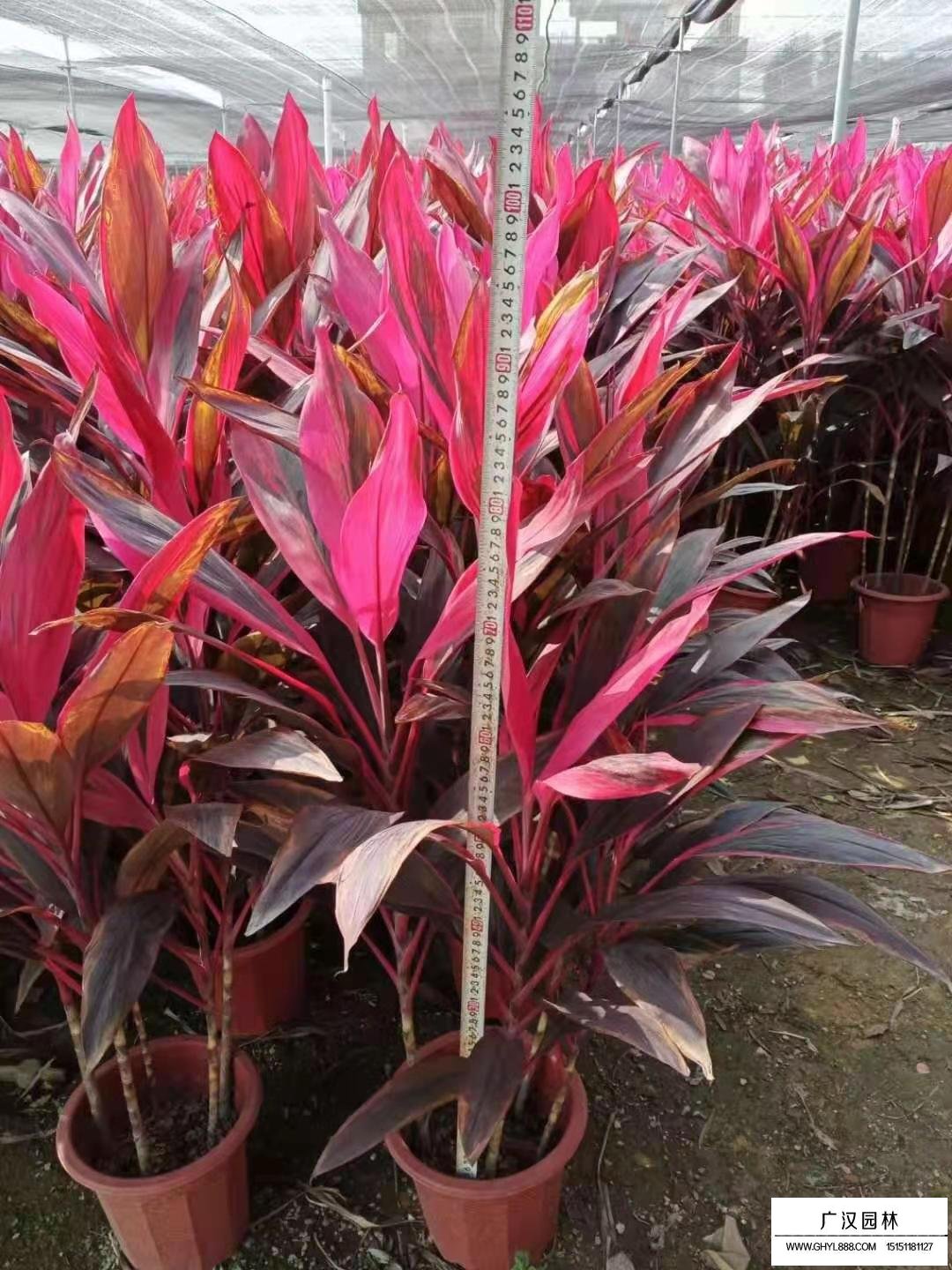 朱蕉的介紹(圖5)