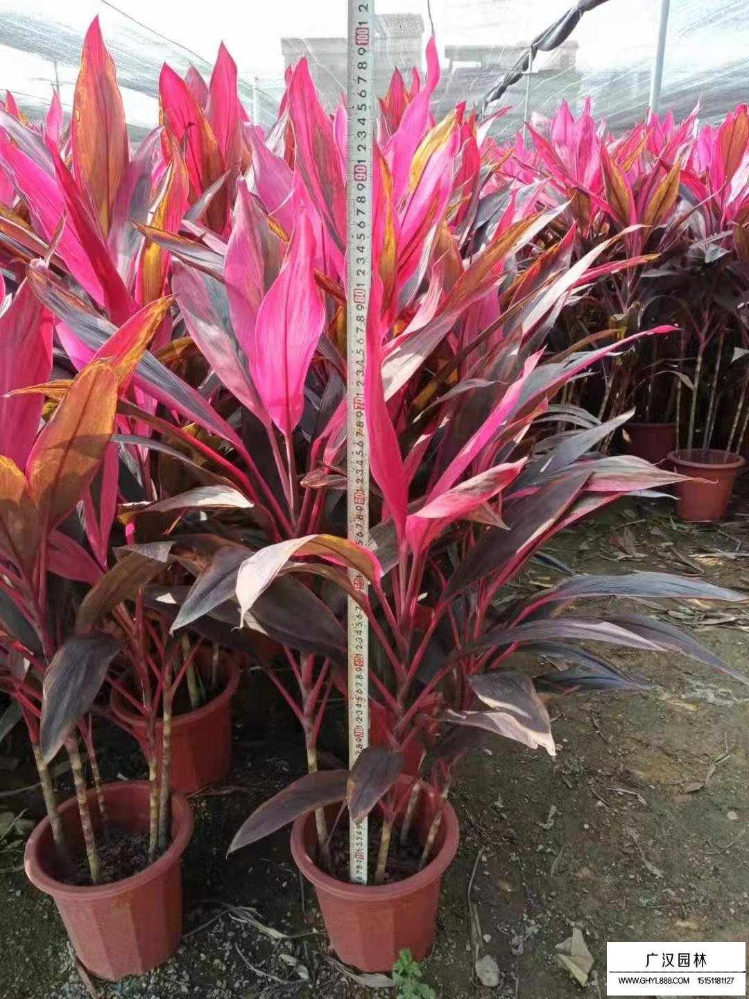 朱蕉的介紹(圖6)